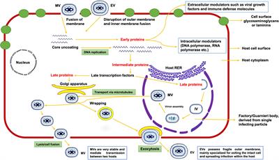 Deciphering the complete human-monkeypox virus interactome: Identifying immune responses and potential drug targets